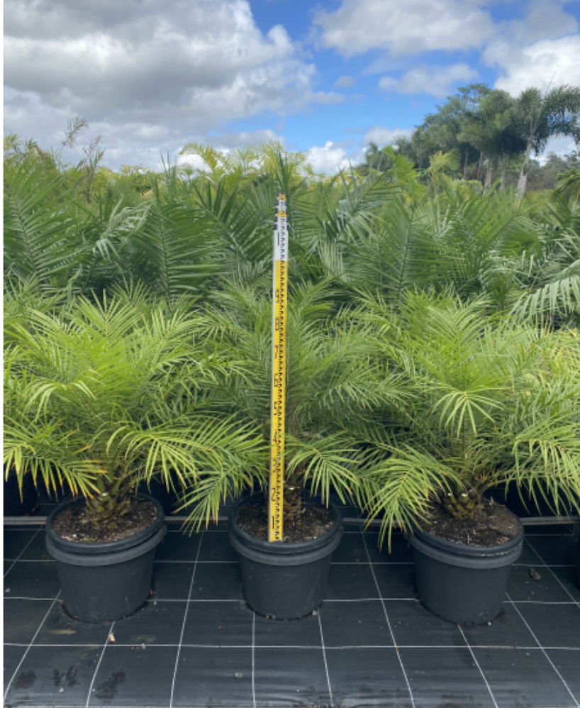 Canary Island Date Palm | Phoenix canariensis