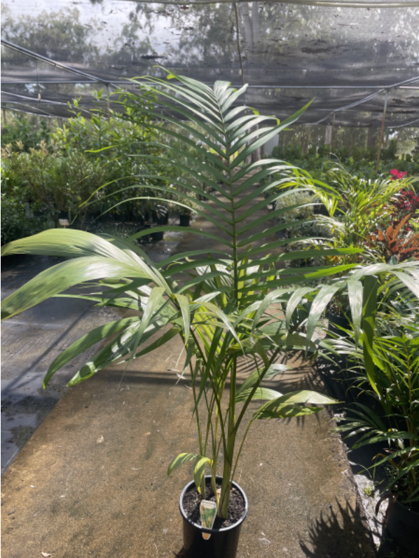 Archontophoenix Cunninghamiana | Bangalow Palm