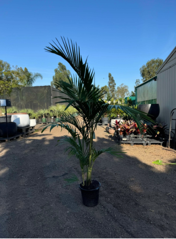 Archontophoenix Cunninghamiana | Bangalow Palm