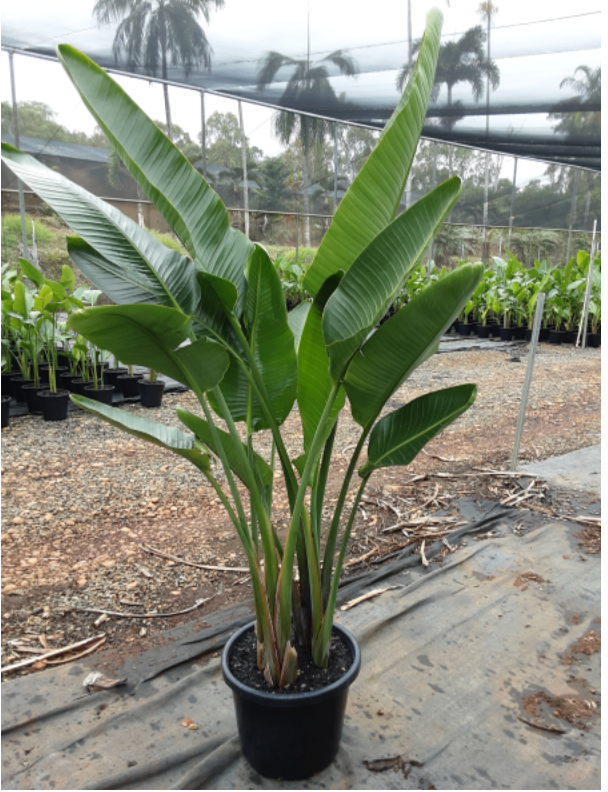 Strelitzia Nicolai | Giant Bird of Paradise