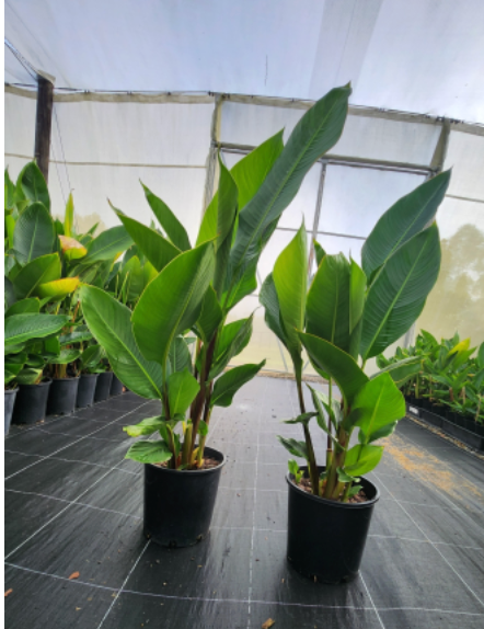 Heliconia Chocolate Dancer