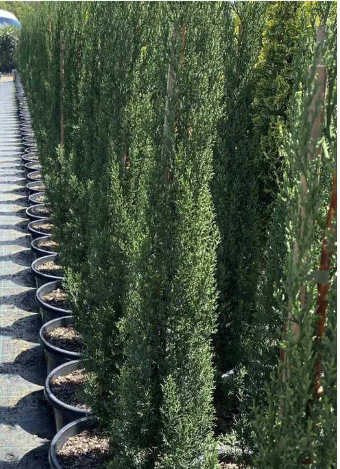 Cupressus sempervirens Glauca | Italian Pencil Pine
