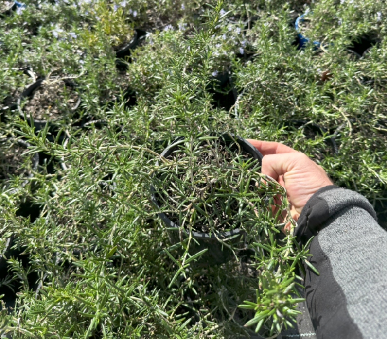Rosmarinus officinalis Prostratus |  Creeping Rosemary