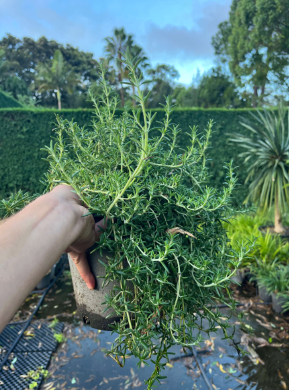 Rosmarinus officinalis Prostratus |  Creeping Rosemary