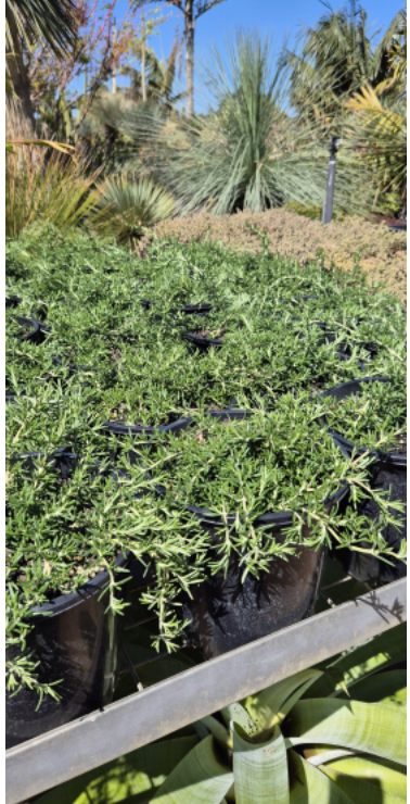 Rosmarinus officinalis Prostratus |  Creeping Rosemary
