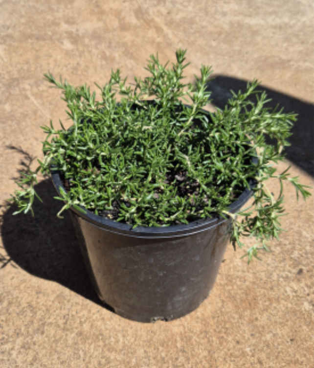 Rosmarinus officinalis Prostratus |  Creeping Rosemary