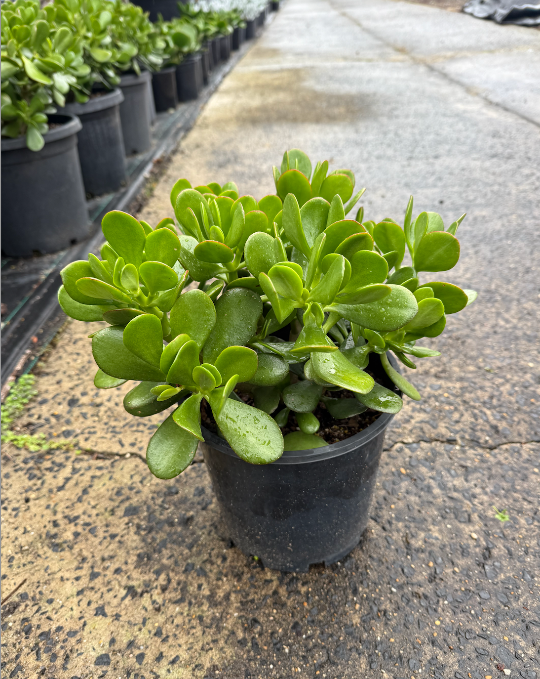 Crassula Ovata | Jade Plant