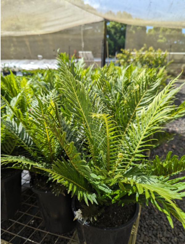 Blechnum gibbum | Silver Lady