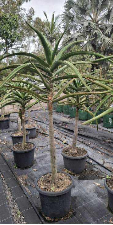 Tree Aloe | Aloe barberae