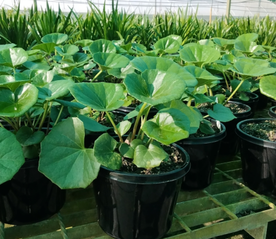 Tractor Seat Plant | Ligularia dentata renformis