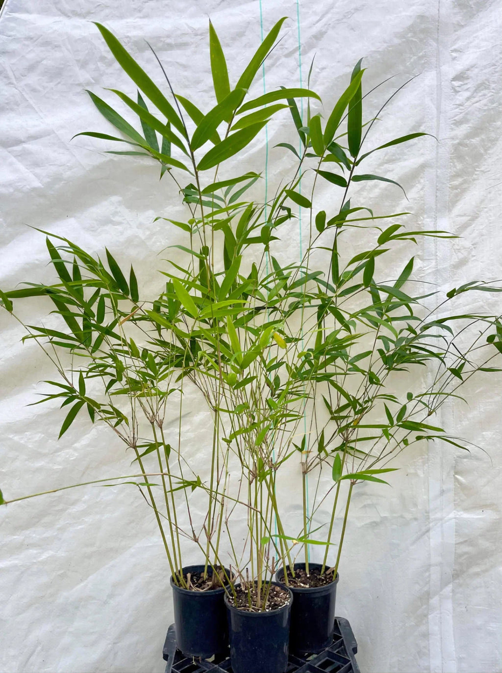 Slender Weavers Bamboo | Bambusa textilis ‘Gracilis’