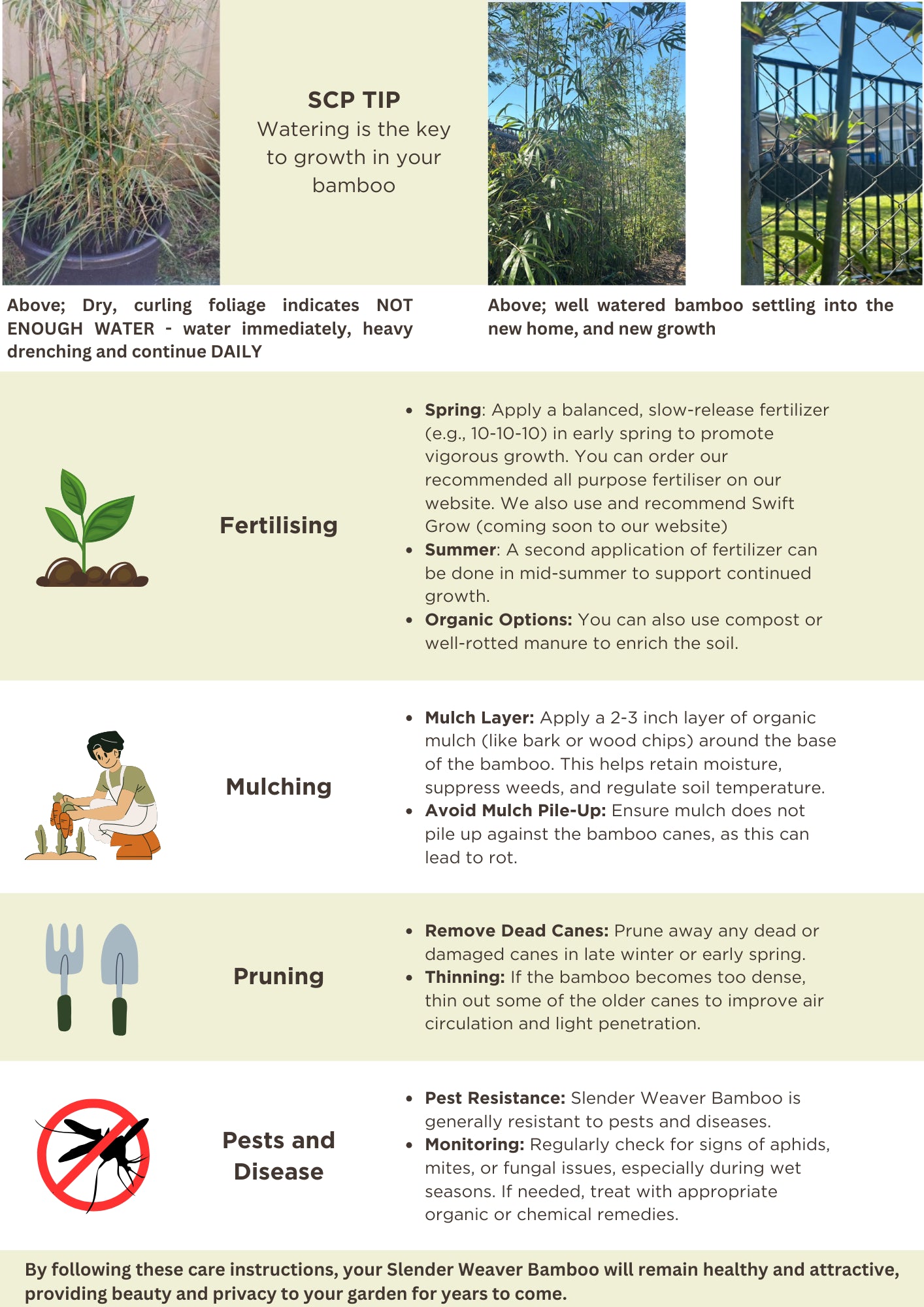 Slender Weavers Bamboo | Bambusa textilis ‘Gracilis’