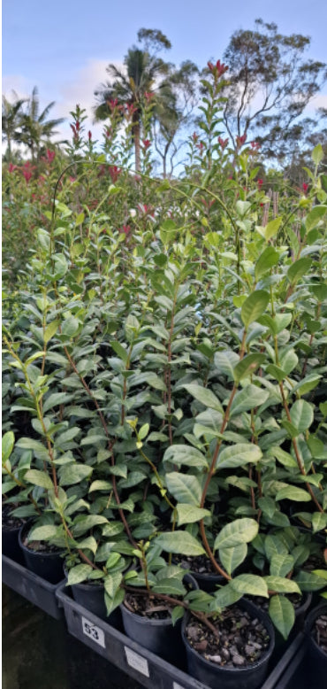 Star Jasmine | Trachelospermum Jasminoides