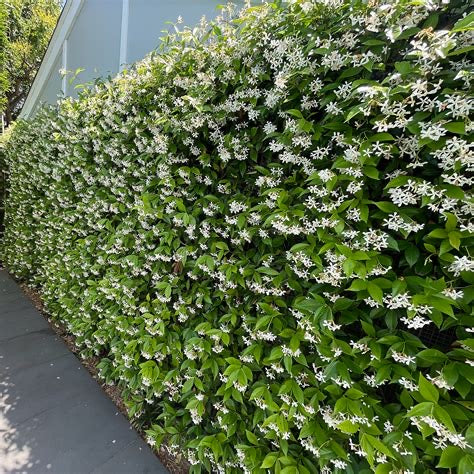 Star Jasmine | Trachelospermum Jasminoides