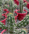 Stetsonia coryne