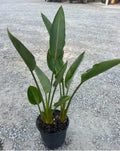 Strelitzia Reginae