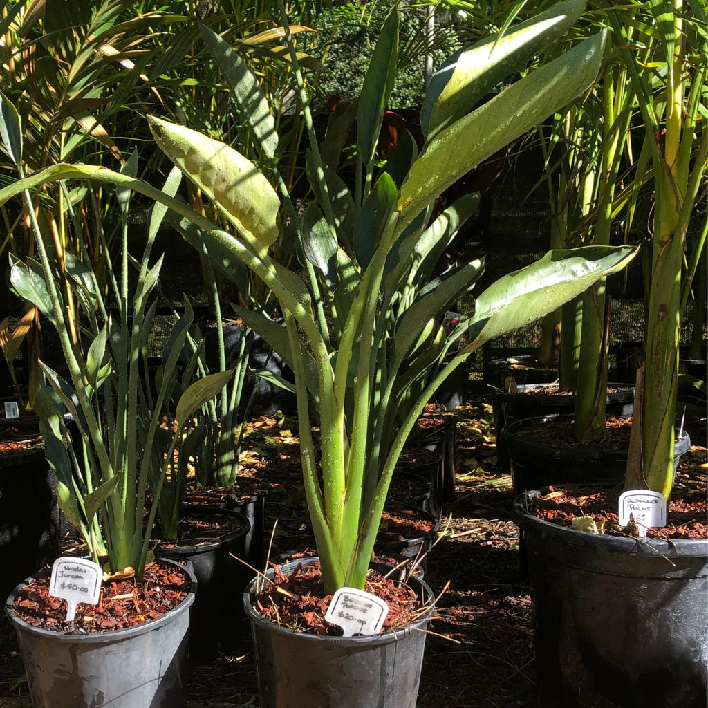 Strelitzia Reginae