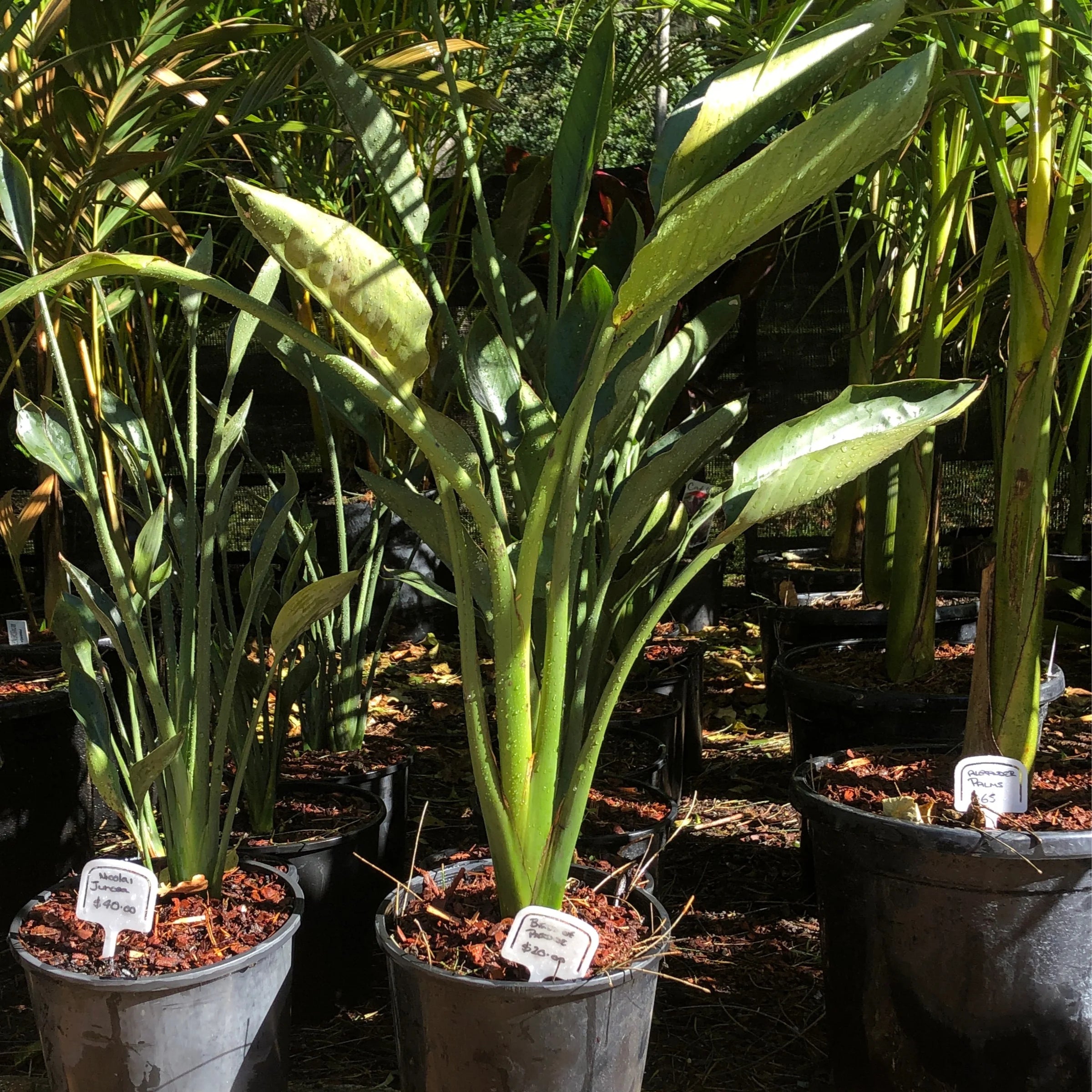 Strelitzia Reginae