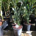 Strelitzia juncea | Narrow Leaf Bird of Paradise