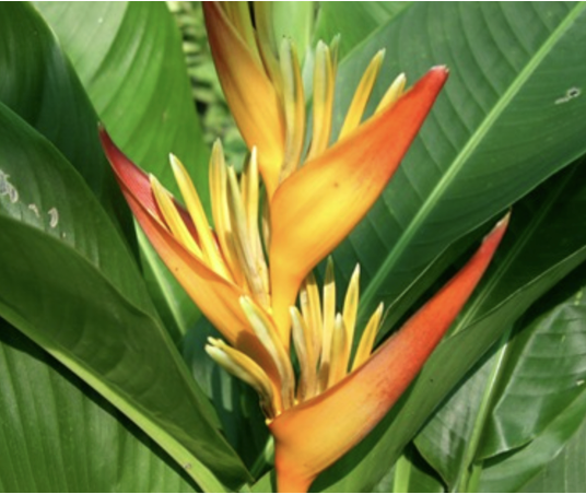 Heliconia Tropics