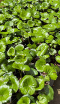 Tractor Seat Plant | Ligularia dentata renformis
