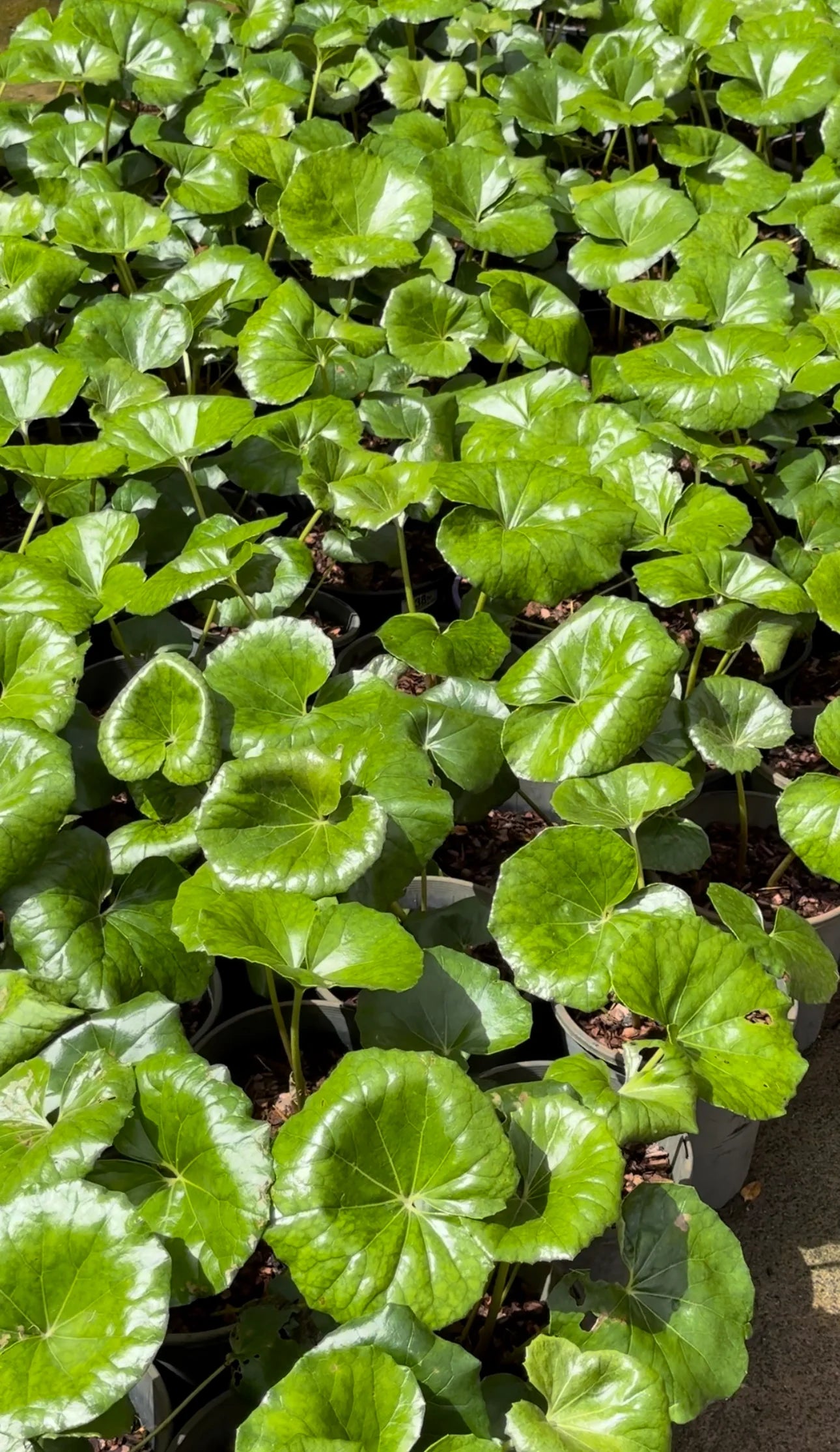 Tractor Seat Plant | Ligularia dentata renformis