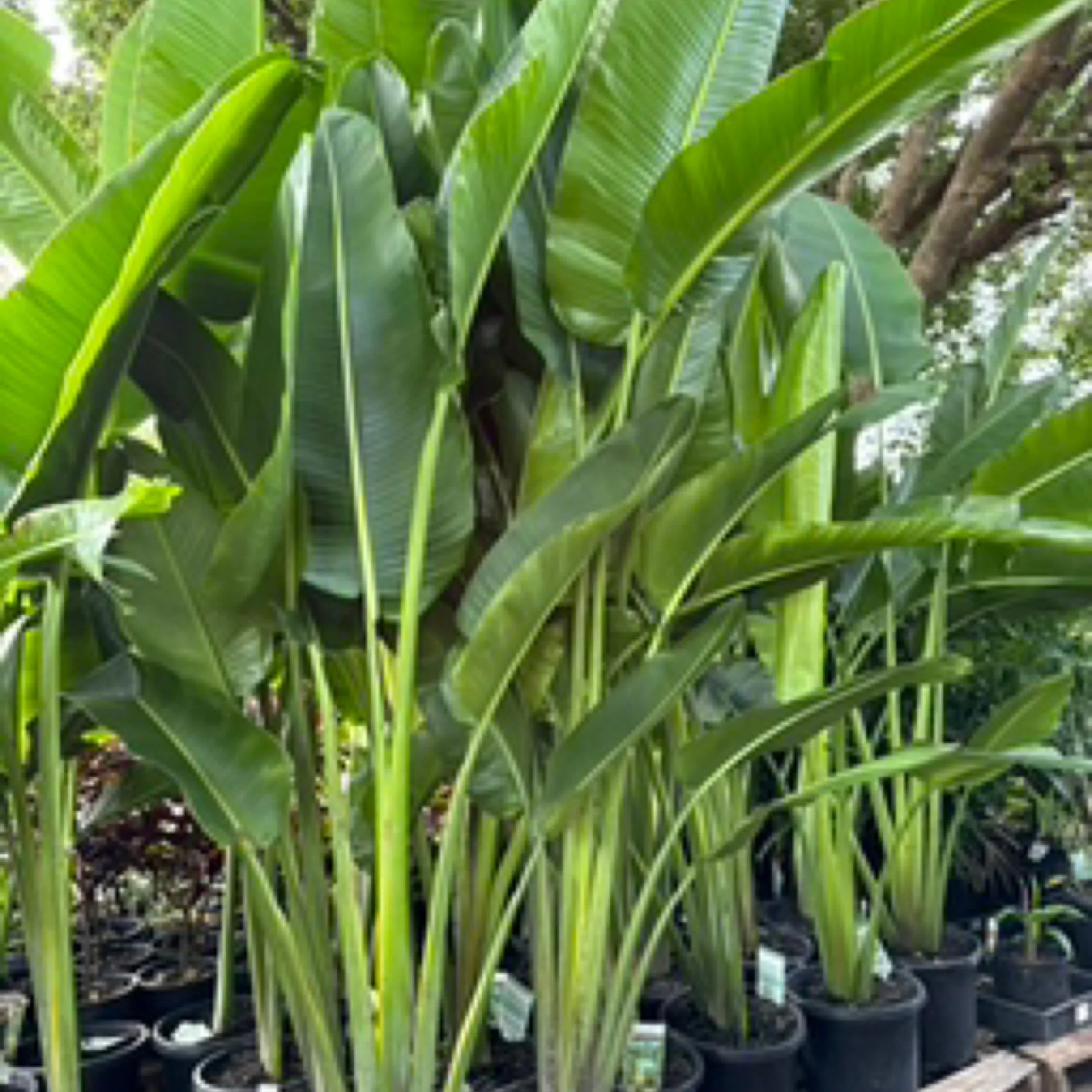 Traveller’s Palm | Ravenala madagascariensis