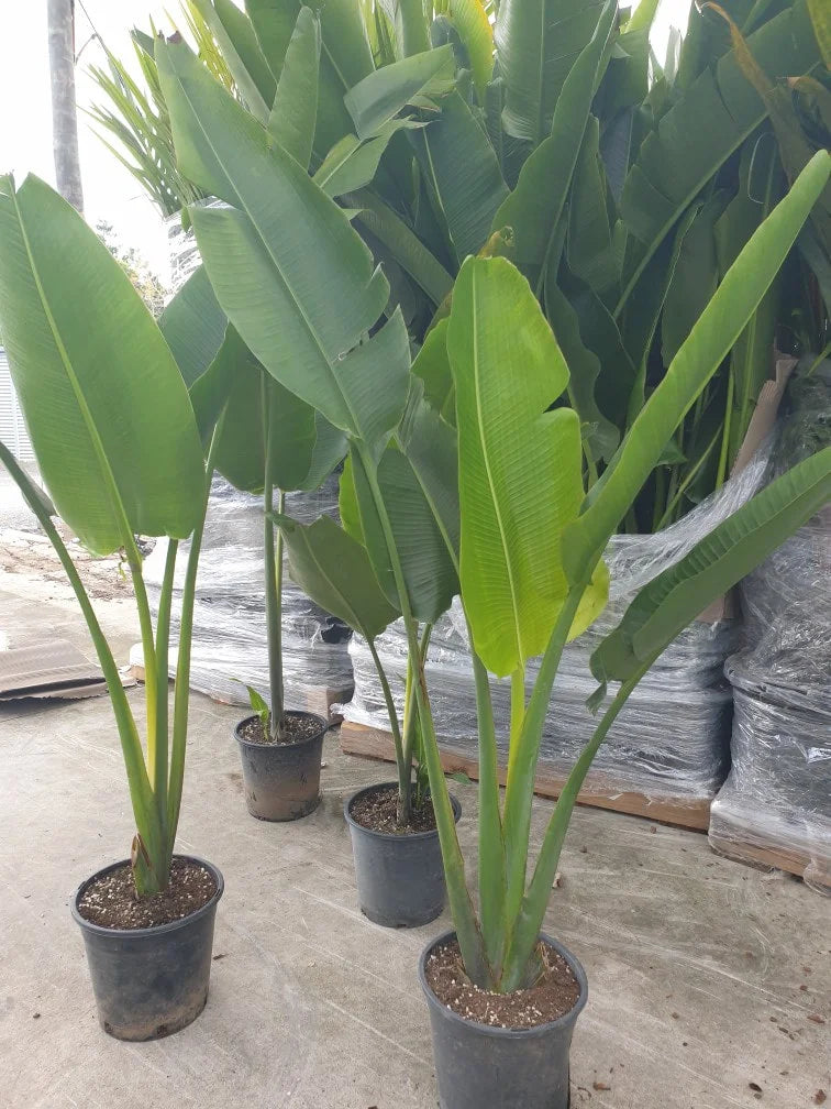 Traveller’s Palm | Ravenala madagascariensis