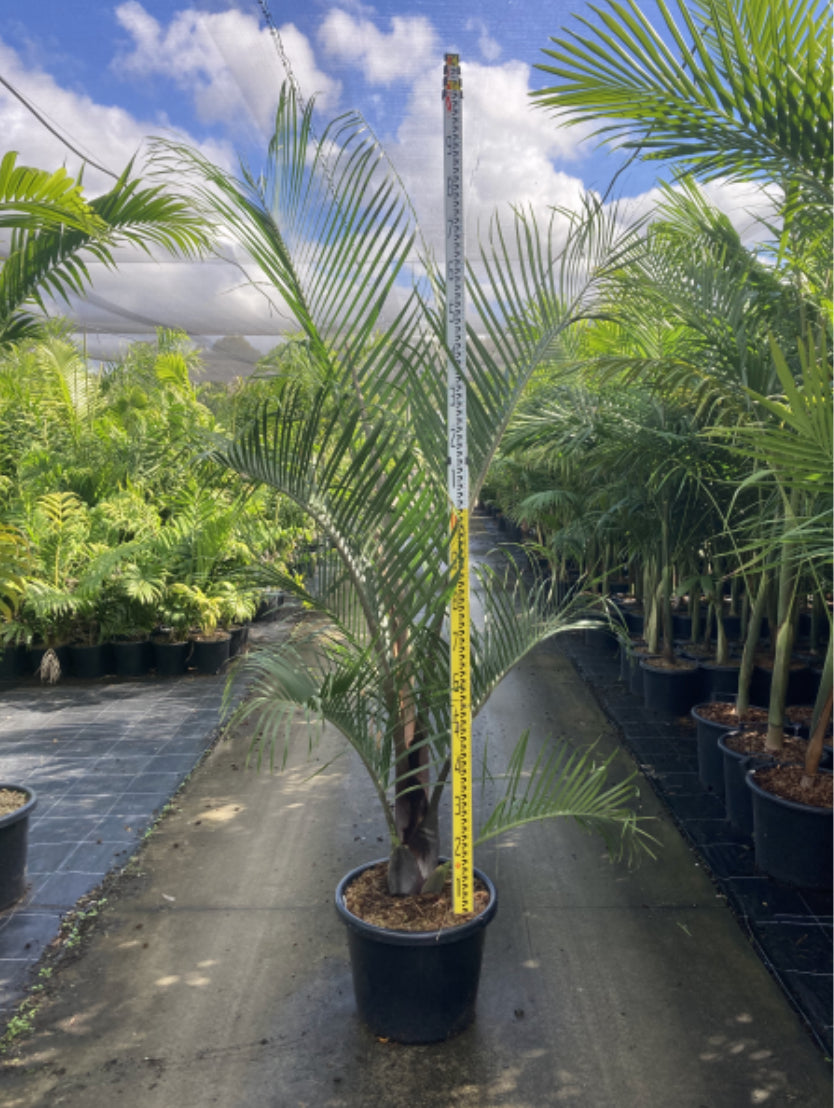 Triangle Palm | Dypsis decaryi