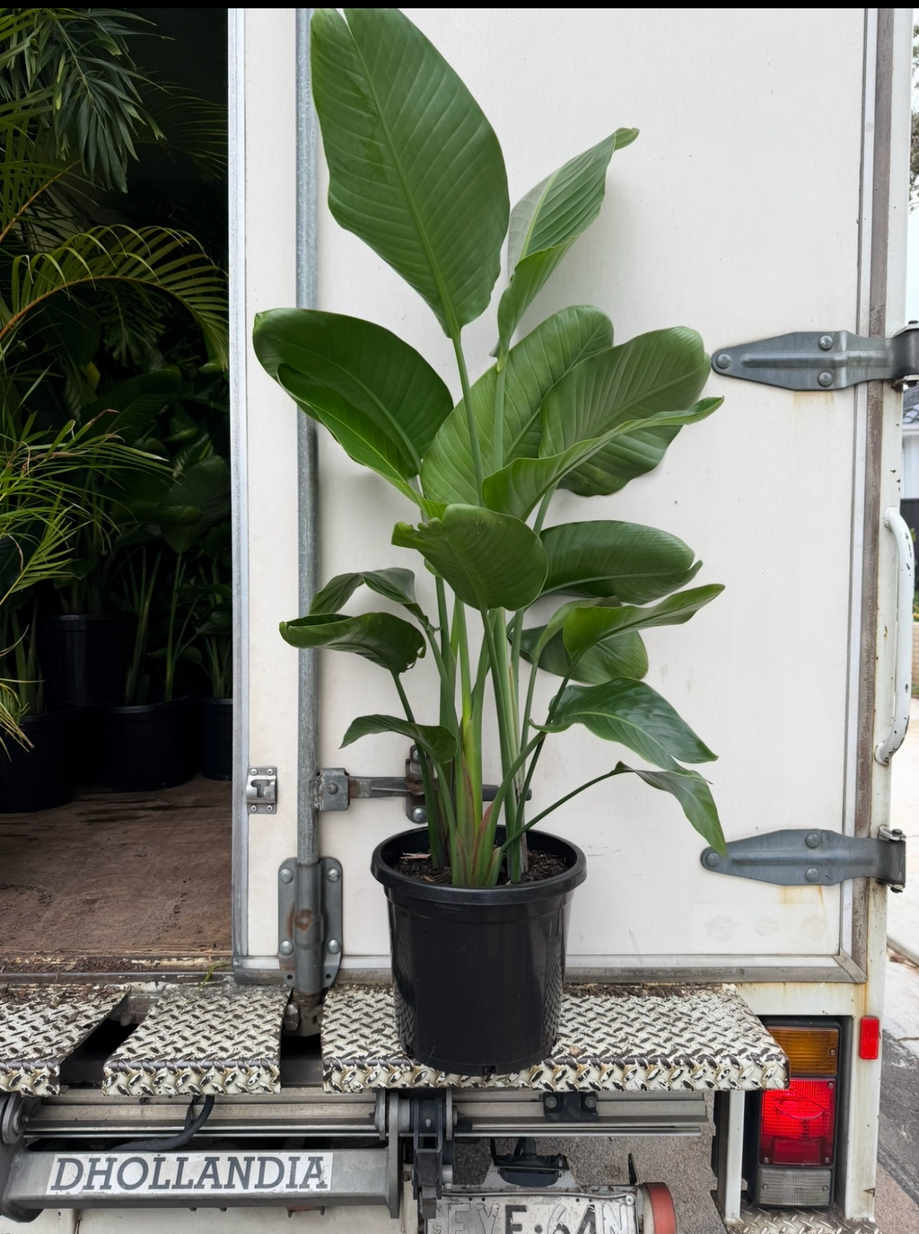 Strelitzia Nicolai | Giant Bird of Paradise