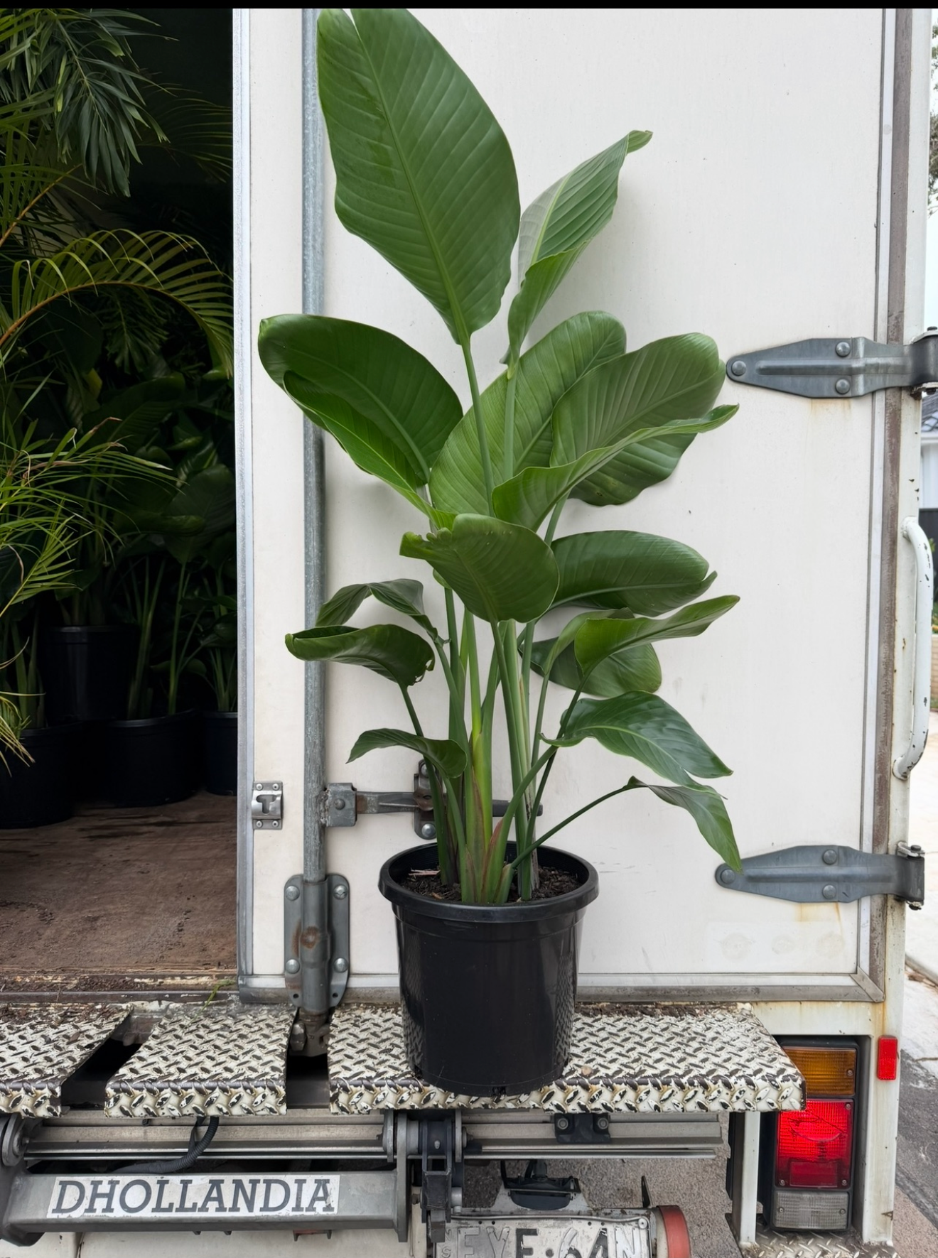 Strelitzia Nicolai | Giant Bird of Paradise