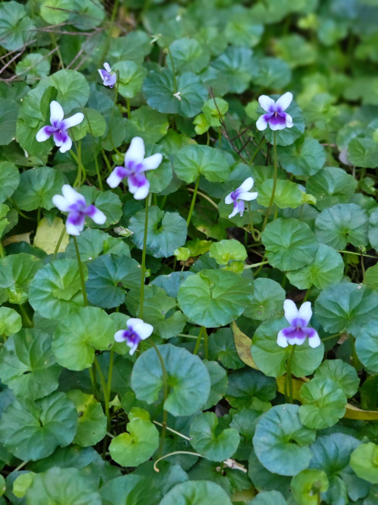 Viola hederacea | Native Violet