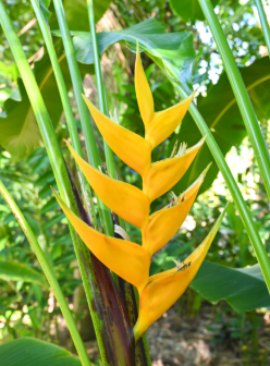 Heliconia Yellow Dancer