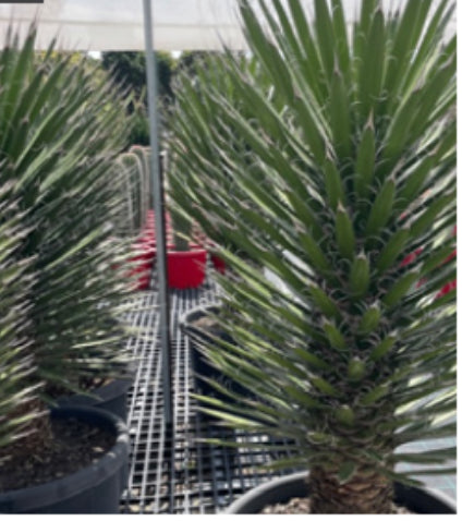 Yucca Filifera