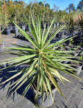 Yucca elephantipes
