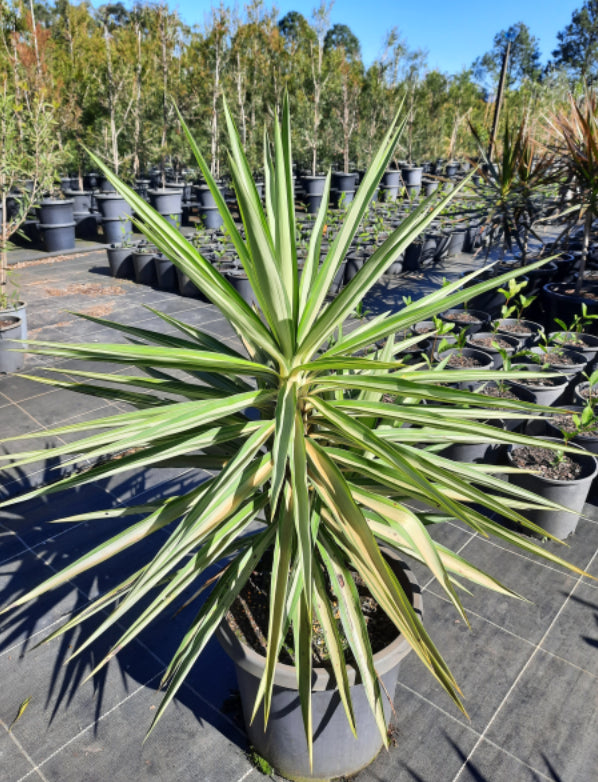 Yucca elephantipes