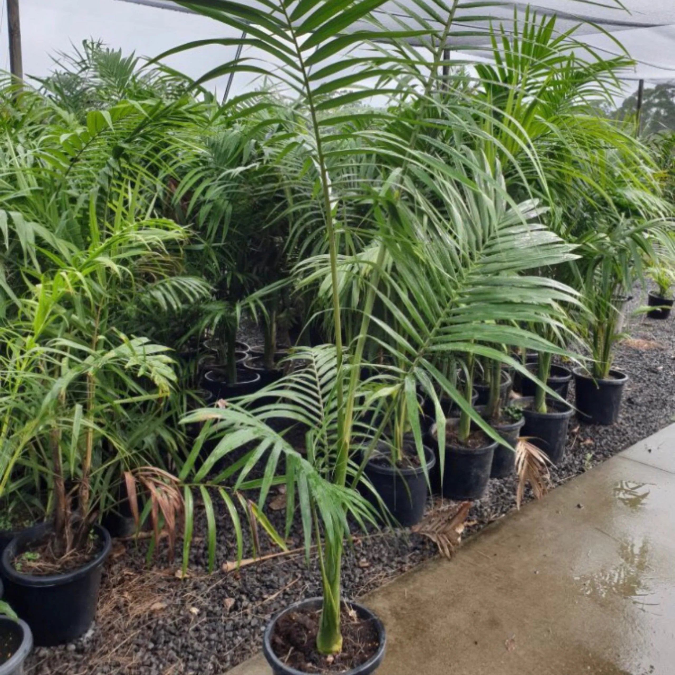 Alexander Palm | Archontophoenix alexandrae