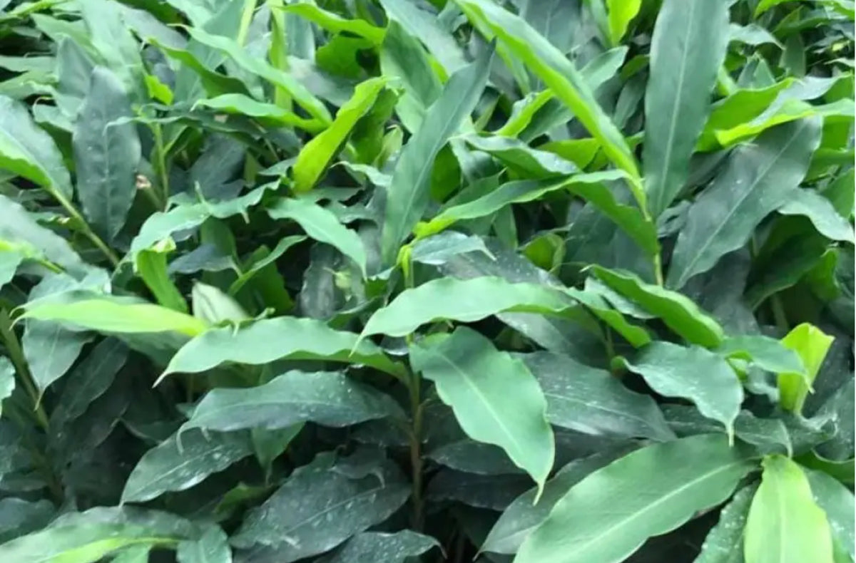 False Cardomon Alpinia Mutica | False Cardamon – SOUTHCOAST PLANTS