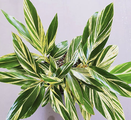 Variegated shell ginger plant