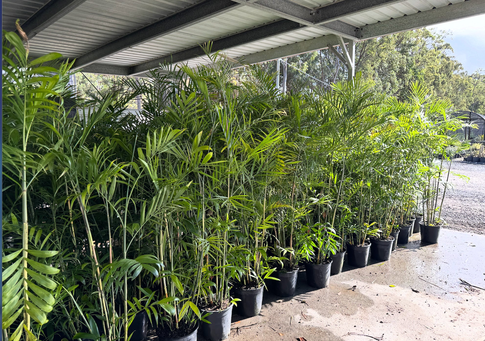 Bamboo Palm | Chamaedorea seifrizii