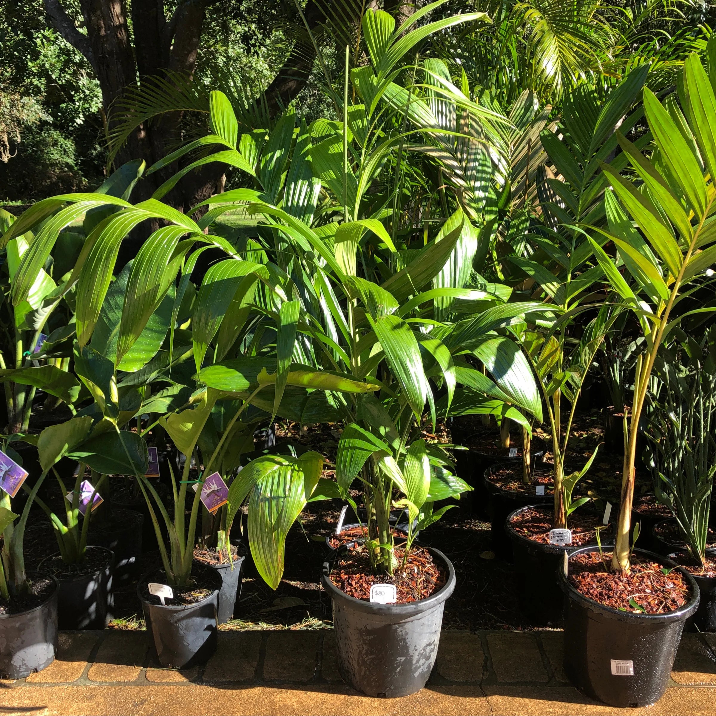 Betel Nut Clumping | Areca Triandra