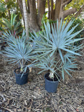 Bismarkia Palm
