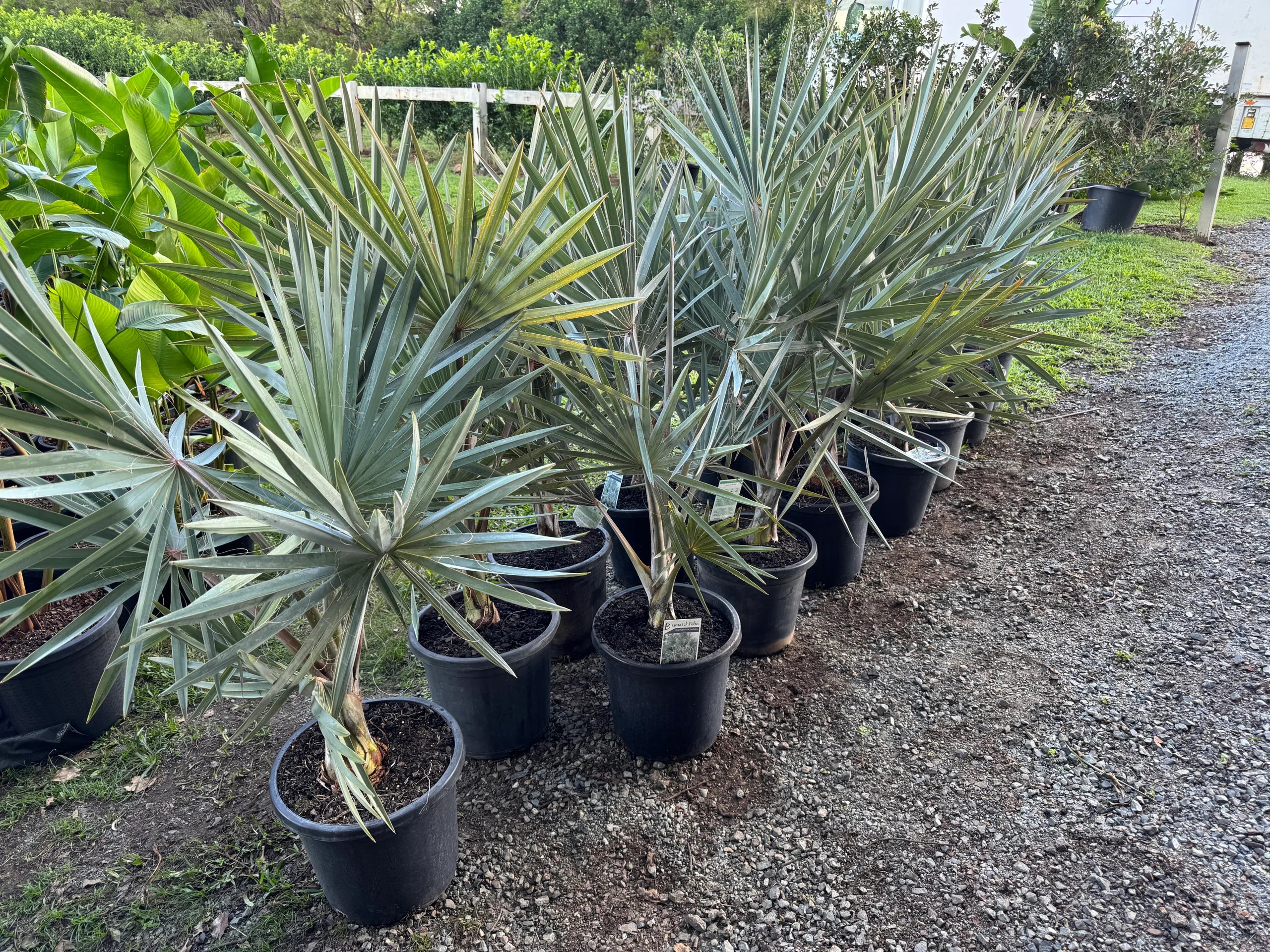 Bismarkia Palm