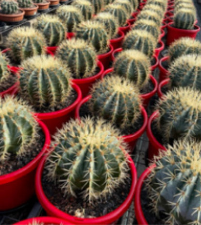 Blue Barrel Cactus | Ferocactus glaucescens