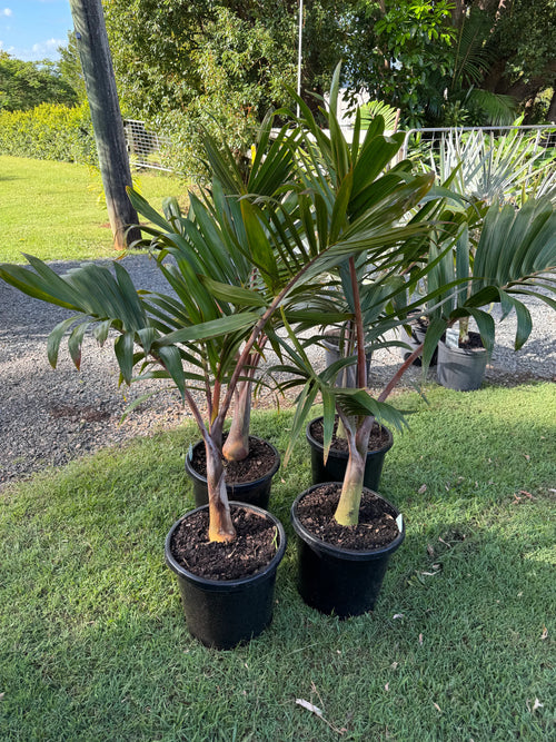 Bottle Palm | Hyophorbe lagenicaulis