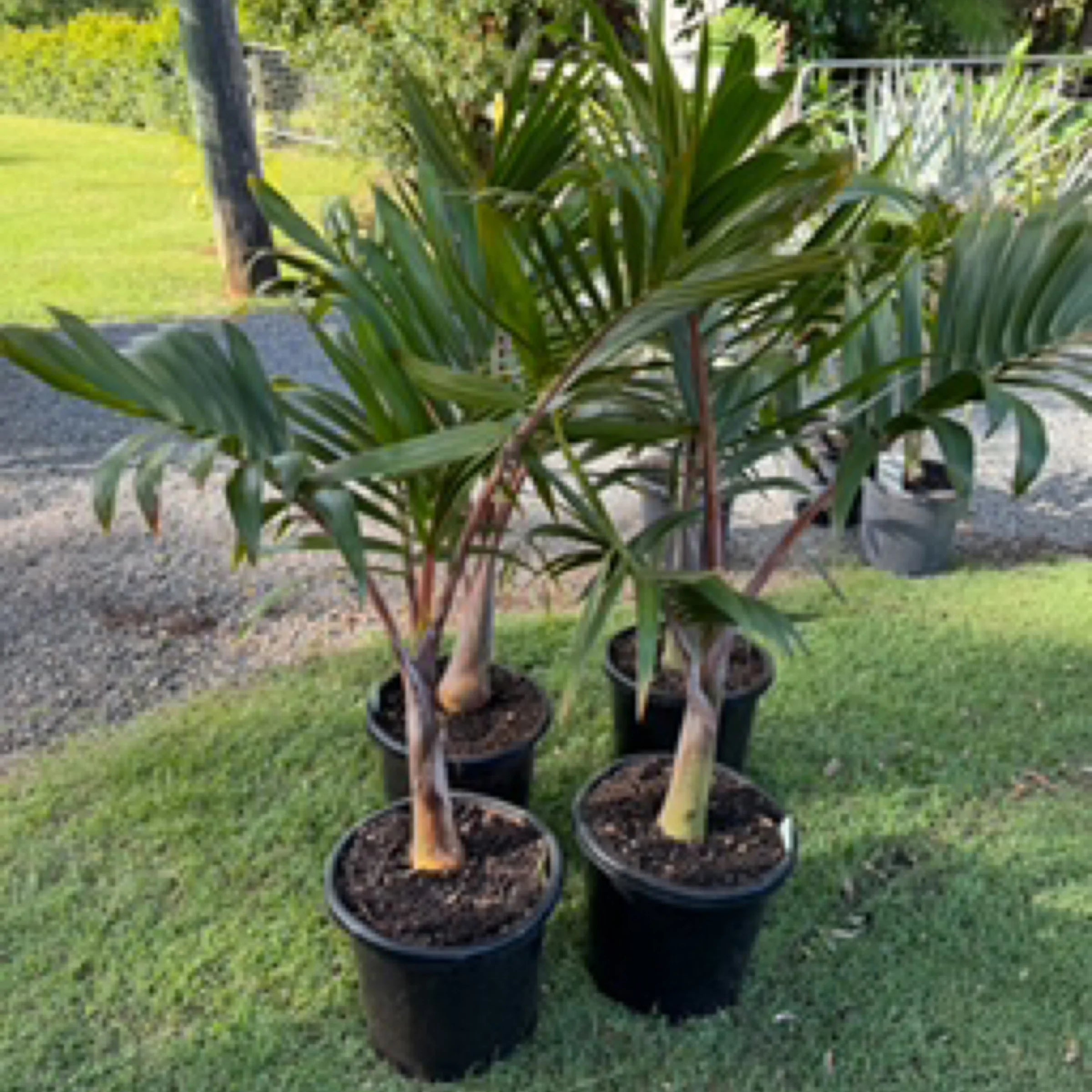 Bottle Palm | Hyophorbe lagenicaulis