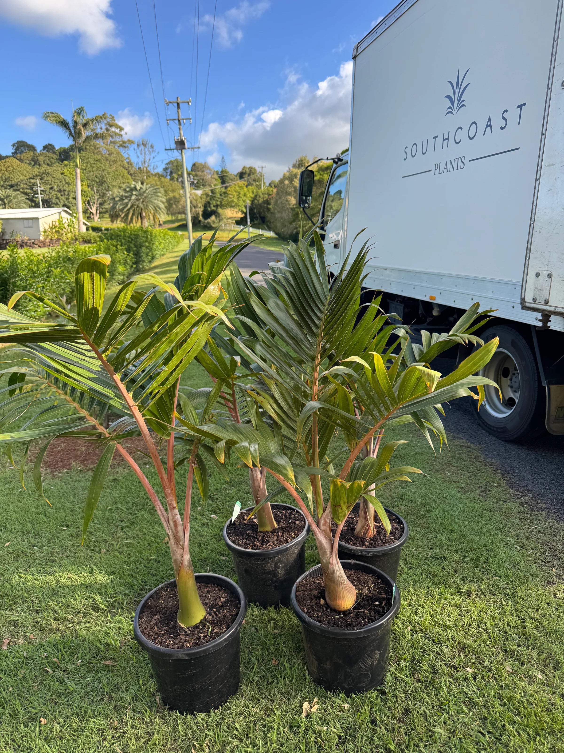 Bottle Palm | Hyophorbe lagenicaulis