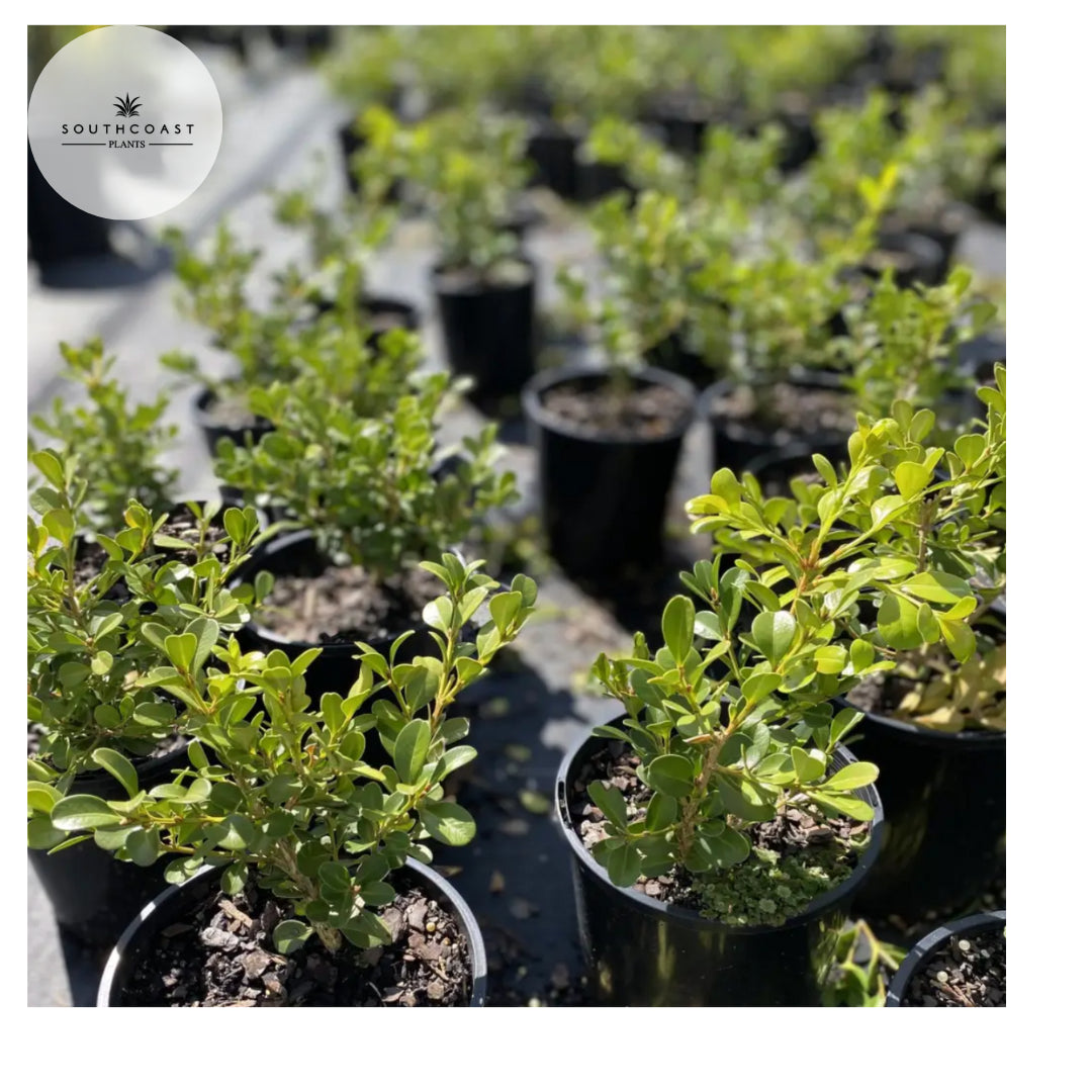 Buxus microphylla japonica Japanese Box
