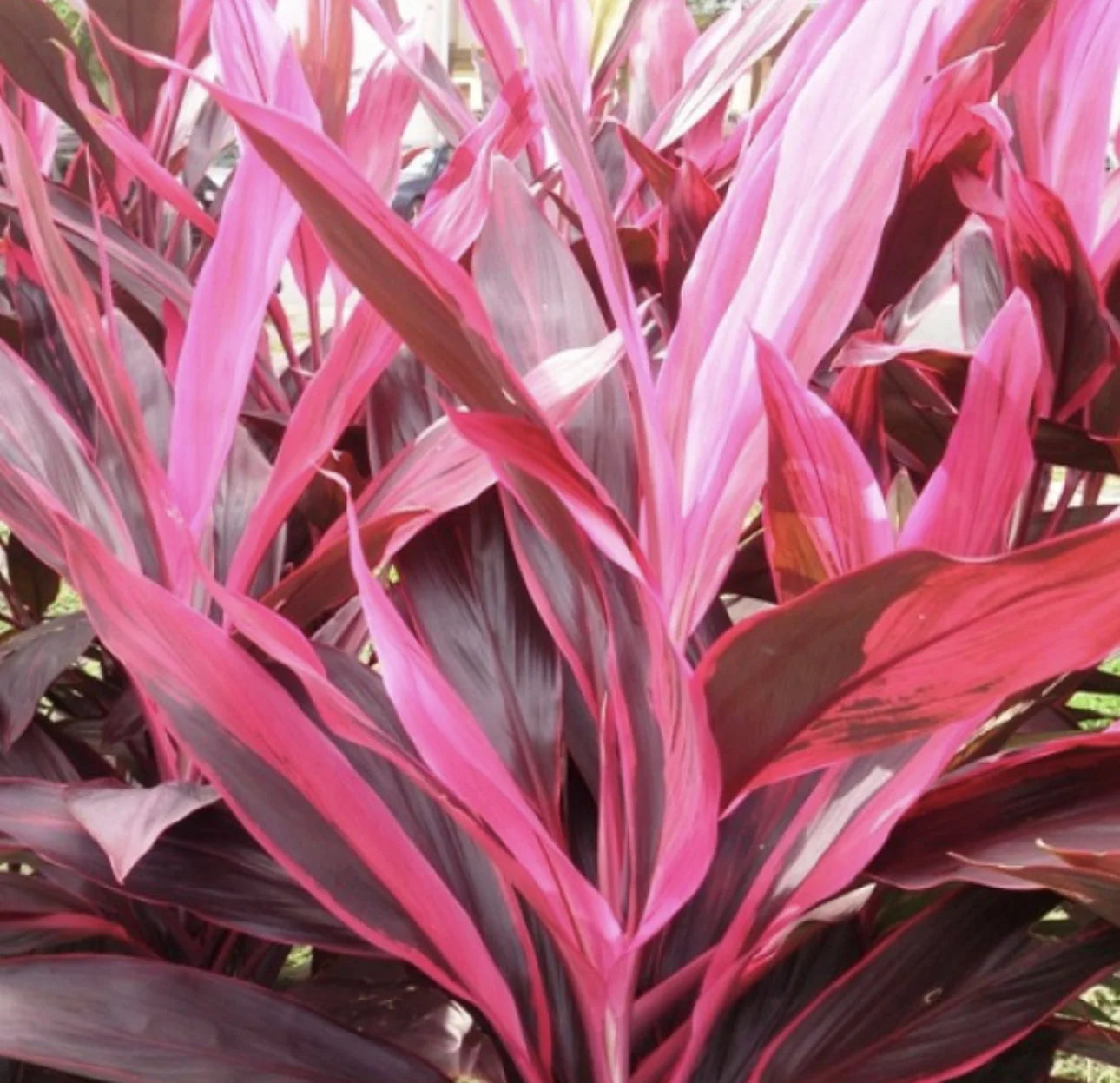 Cordyline Varieties