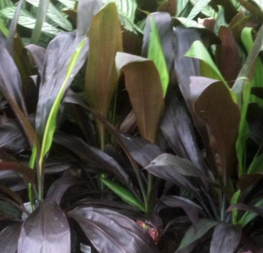 Cordyline Varieties